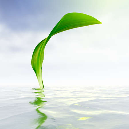 green leaf with reflections in waterの写真素材