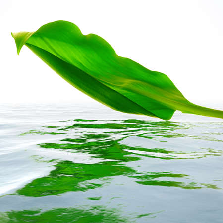 green leaf with reflections in waterの写真素材