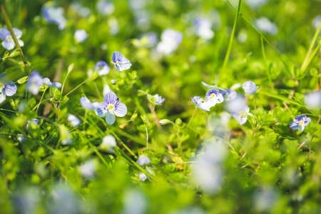 green grass, summer bokeh backgroundの写真素材