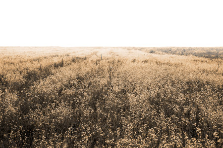 fields isolated on white background