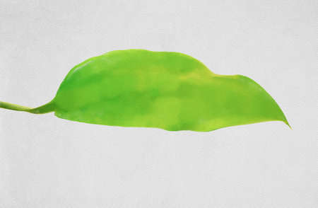 watercolor colorful illustration, green leafの写真素材