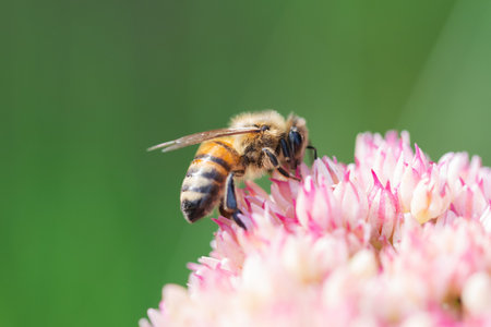 Honey bees collect pollen and nectar on Spiraea flower. Macro shot.