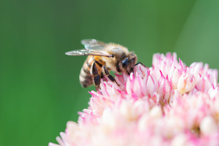 Honey bees collect pollen and nectar on Spiraea flower. Macro shot.