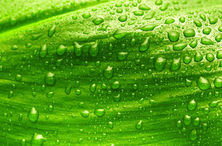 green leaf with drops of water, organic background