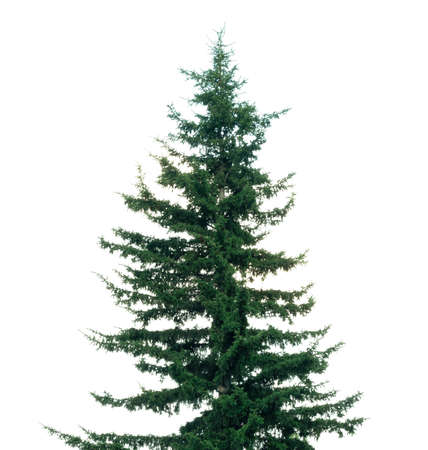 spruce tree isolated on white backgroundの写真素材