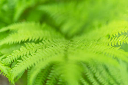 beautiful spring fern, green nature backgroundの写真素材