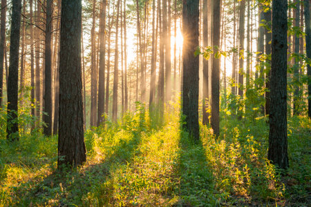 bright sunset in the woods, nature forest backgroundの写真素材