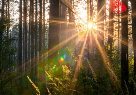 bright sunset in the woods, nature forest backgroundの写真素材