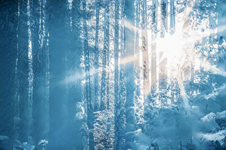 Magical winter sunset in frozen snowy forest.の写真素材