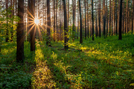 bright sunset in the woods, nature forest backgroundの写真素材