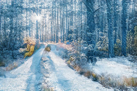 Magical winter sunset in frozen snowy forest.の写真素材