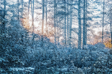 Magical winter sunset in frozen snowy forest.の写真素材