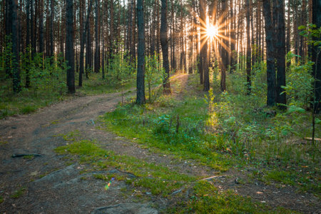 sunset in the woods, country road, nature forest backgroundの写真素材