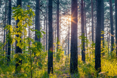 bright sunset in the woods, nature forest background