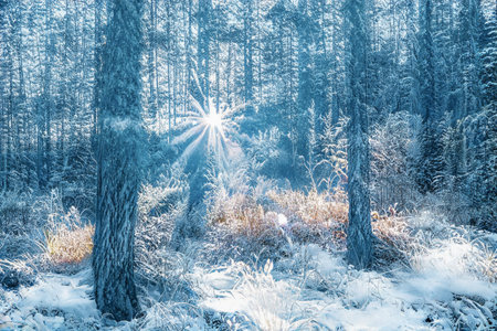 Magical winter sunset in frozen snowy forest.