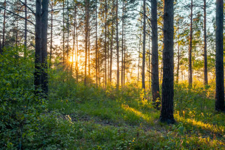 bright sunset in the woods, nature forest backgroundの写真素材