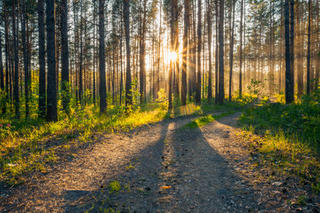 sunset in the woods, country road, nature forest backgroundの写真素材