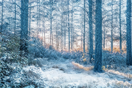 Magical winter sunset in frozen snowy forest.の写真素材