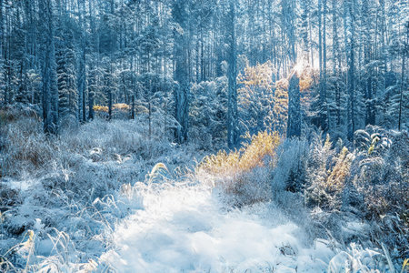 Magical winter sunset in frozen snowy forest.の写真素材
