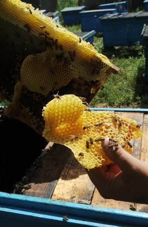 Man s hand holding a combの写真素材