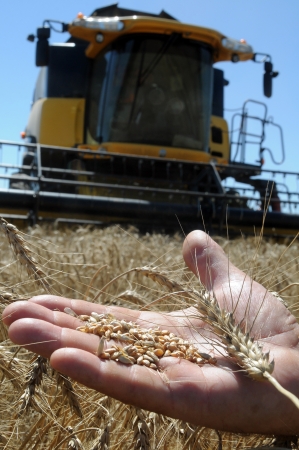 Men s hand holds a wheat in hygrometer on a field in a sunny summer dayの写真素材