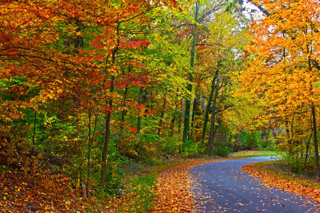 US National Arboretum in the Fall, Washington DC  Road framed by colorful autumn leaves in the dense thicket の写真素材
