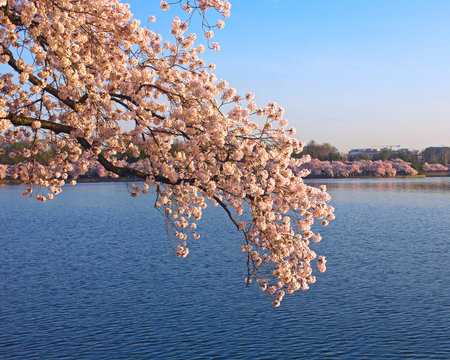 Cherry blossom at dawn around Tidal Basin, Washington DCの写真素材