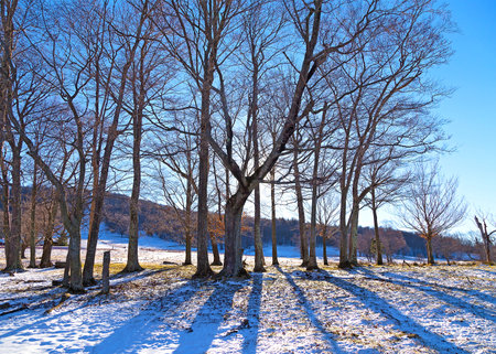 Sunset in the wintry forest on snow hills  The sun sinking in tree branches on a wintry day 
