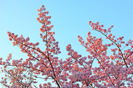 Peak of cherry blossom in Washington, DC  Pink cherry flowers at sunset against blue sky 