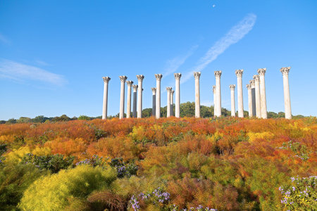 Colors abundance in National Arboretum, Washington DC. Early autumn near historic columns in...