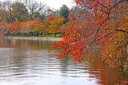 Cherry trees around the Tidal Basin in Washington DC in fall. Colorful trees standing close to the water of Tidal Basin.の写真素材