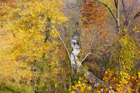 A walkway on Theodore Roosevelt Island Park and colorful trees in autumn, Washington DC. A morning stroll in the park during fall.の写真素材