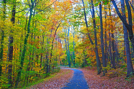 US National Arboretum in the Fall, Washington DC. Road framed by colorful autumn leaves in the dense...