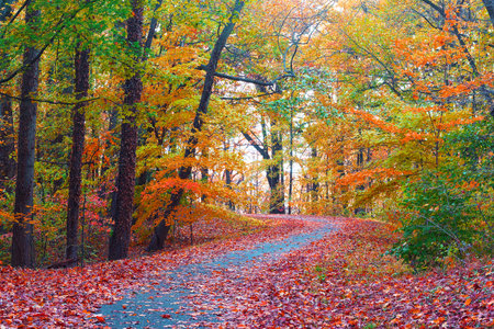 Trees in colorful foliage along a park pathway. National Arboretum of Washington DC in autumn.の写真素材