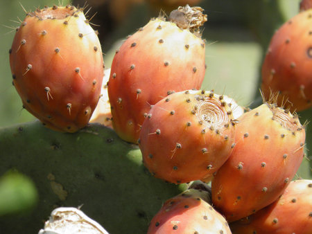 Close up of growing thorny cactus fruits. Cactus plant with ripe orange fruits.の写真素材