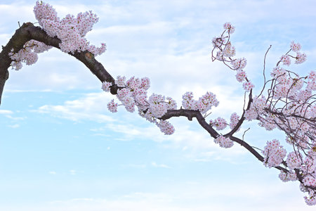 Blossoming cherry tree branch against blue sky with clouds. Cherry trees festival in Washington DC...
