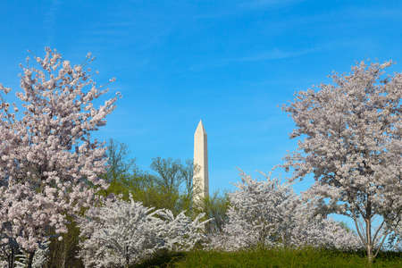 Washington Monument during cherry blossom in Washington DC. Washington Monument surrounded by beautiful cherry trees in full bloom.のeditorial素材