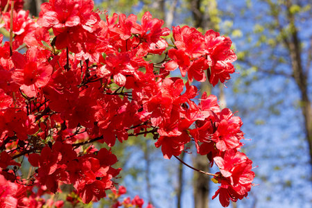 Branch of a red azalea bush after rain. Close up of azalea flowers with rain drops on the petals.の写真素材