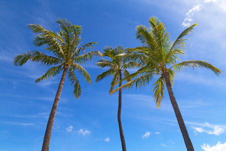 Three tall palms stand above the clouds after summer rain. Palms under Hawaiian sun and clouds in...