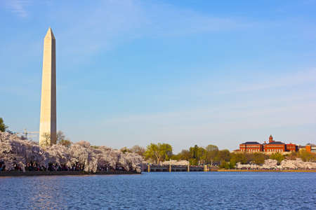 Cherry blossom near Tidal Basin and Washington Monument. Washington Monument and Smithsonian buildings in Washington DC, USA.のeditorial素材