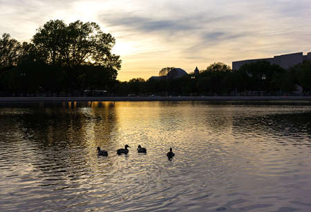 The Capitol Reflecting pool at sunset in Washington DC, USA. Birds, trees long shadows and daylight reflection in the pool.の写真素材