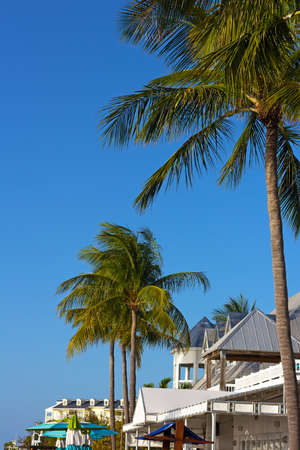 Tropical tall under the sun in Key West, Florida, USA. Southern Florida tourist destination on a spring day.の写真素材