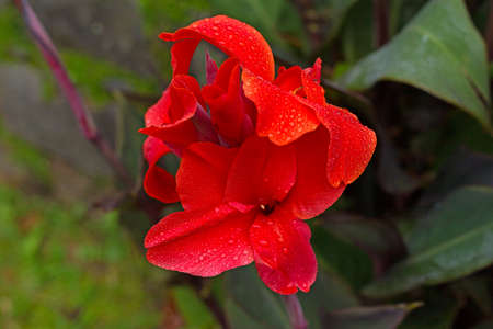 Beautiful red flower with rain drops on its petals. Canna flower after the rain, Azores, Portugal.の写真素材