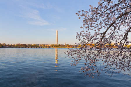 Washington Monument across Tidal Basin during cherry blossom festival. A peak of cherry blossom around the Tidal Basin in Washington DC, USA.のeditorial素材