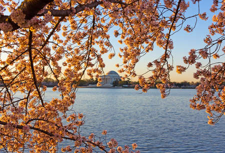 Cherry blossom abundance around Tidal Basin in Washington DC, USA. Thomas Jefferson Memorial across Tidal Basin during cherry blossom season in US capital.の写真素材