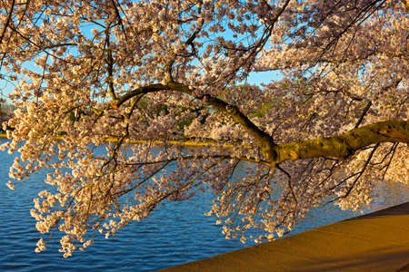 A branch of cherry tree near Tidal Basin at blossom peak in Washington DC, USA. Abundance of cherry tree flowers on a tree branch near the water.の写真素材