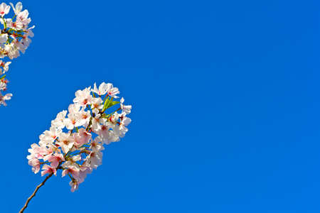 Vibrant display of white-pink blossoms on Yoshino cherry branch against a clear blue sky. Cherry tree flowers at close up in Washington DC, USA.の写真素材