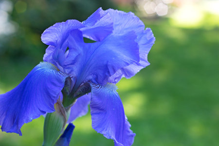 Blue iris flower on a green background. Beautiful large iris flower with rain drops.