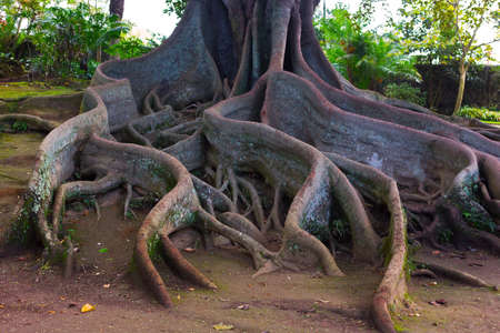 Whimsical tree roots. Large tree in the park of Sao Miguel Island, Azores, Portugal with a giant rhizome.の写真素材