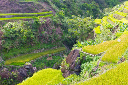 Hiking trail through terraces of rice fields in Philippines. Tropical forest landscape with rice plantations.の写真素材